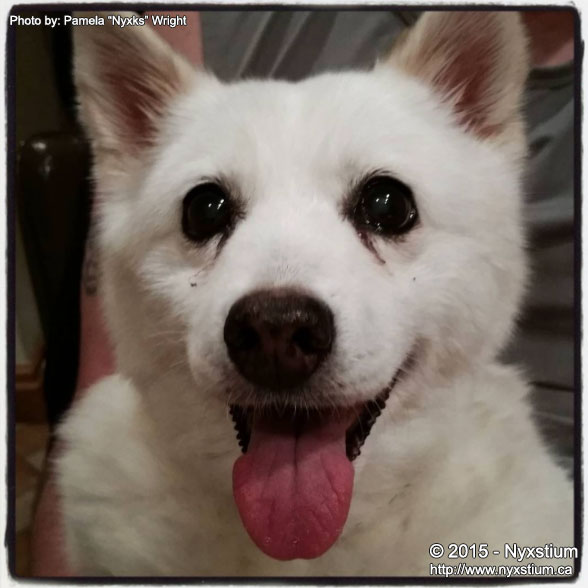 image of a happy white American Eskimo Dog