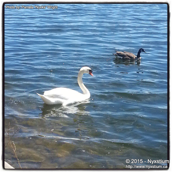 Swan and Canadian Goose - 2015