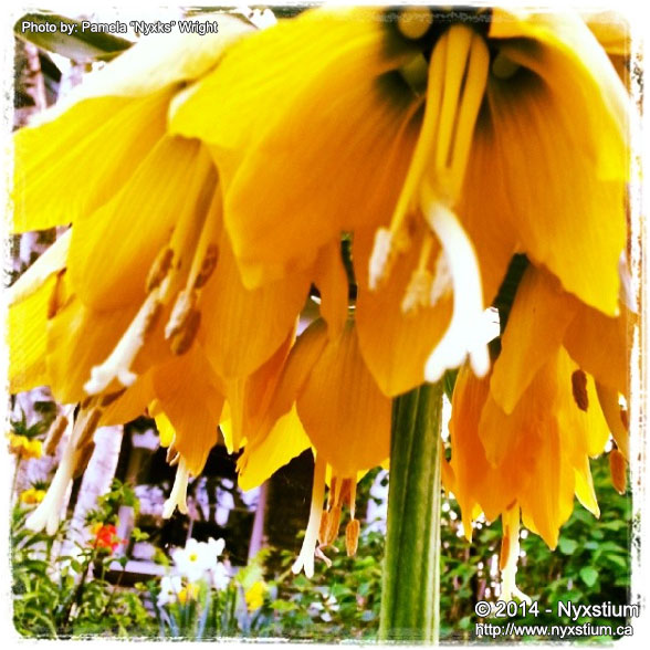 Stylized Image of Wilting Yellow Flowers